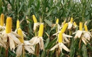 寧單21號(hào)玉米種子特征特性，4月25-5月10日播種