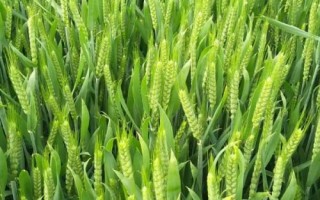 石科糯1號小麥品種簡介，平均生育期235.9天