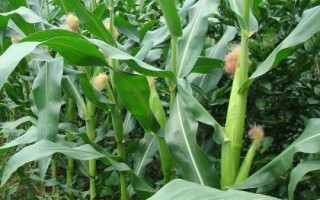 玉甜1號(hào)玉米種子特點(diǎn)，該品種總得分88.3