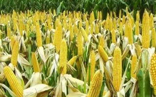 DF636玉米種子特征特性，全生育期灌水3-4次