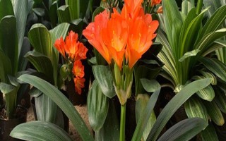 夏季君子蘭種植技術(shù)，白天應(yīng)將其置于見不到陽光的室內(nèi)