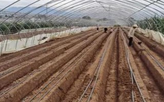 草莓種子如何種植，開花與漿果生長初期要分別灌水1次