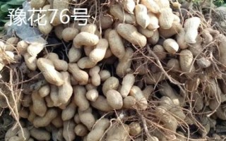 南陽市去殼花生的價格，各縣區(qū)的售價會上下浮動