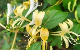 金銀花什么時候開花，通常從5月下旬開始開花