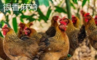 麻雞的品種有哪些，根據(jù)市場需求選擇飼養(yǎng)品種