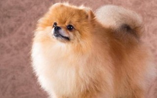 博美犬的智商排多少名，排第23名
