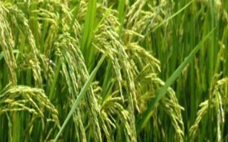 浙兩優(yōu)272水稻種子簡介，該品種植株較矮