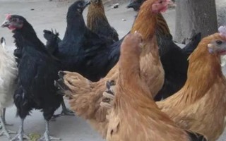 家養(yǎng)母雞吃什么可提高產(chǎn)蛋率，選擇喂米糠、玉米、高粱等谷類食物
