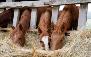 馬的飼喂次數(shù)，每天的喂養(yǎng)次數(shù)以3-4次為宜