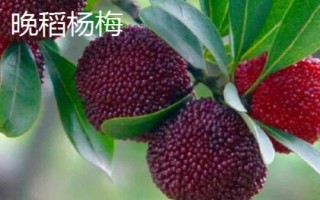 白楊梅的產(chǎn)地，主要產(chǎn)自浙江的上虞、余姚、福建等地