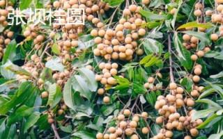 哪里產(chǎn)出的桂圓又甜又好吃，樓壩桂圓清甜可口深受消費(fèi)者歡迎