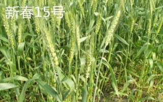 哪個品種的春小麥高產(chǎn)，可以選擇新春6號、新春10號