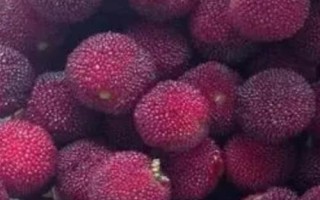 荸薺楊梅又叫什么楊梅，又叫小種楊梅、余姚楊梅、黑炭梅等