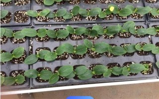 種植角瓜的時(shí)間和方法，一般以5月上旬、9月上旬為宜
