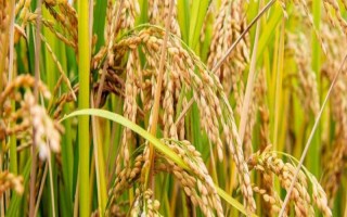 墾育38水稻品種簡(jiǎn)介，4月中下旬播種