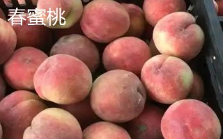 桃樹屬于哪種植物，是一種典型的被子植物