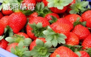 廣西崇左市的特色水果，扶綏甘蔗、上龍西瓜都很有名氣