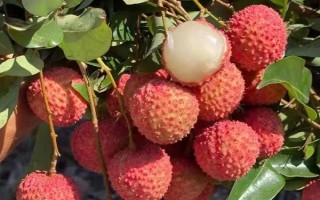 靈山香荔有什么特點(diǎn)，外皮深紅、果肉較厚、具有較高的可食率