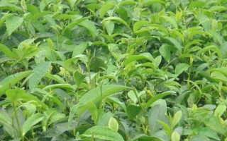 茶葉樹的種植技術(shù)，施肥以多次少許為主
