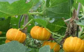南瓜怎么高產(chǎn)種植，一定要確保植株生長環(huán)境空氣流通
