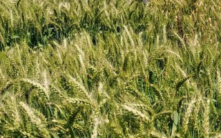 鄭麥379小麥種子特征特性，適宜播種期10月上中旬