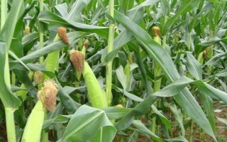 石玉10號(hào)玉米種子特征特性，中抗小斑病和大斑病