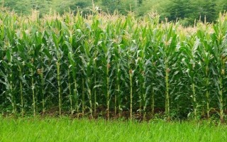 凌科518玉米種簡介，密度3500株/畝左右