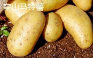 黑龍江省林口縣的特產(chǎn)，滑子蘑深受國(guó)內(nèi)外消費(fèi)者的喜愛