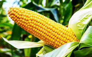 鑫玉950玉米種子特征特性，放赤眼蜂防治玉米螟蟲