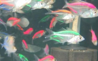 玻璃拉拉魚(yú)的食物，喜歡吃水蚤、紅蟲(chóng)、蚯蚓等活餌