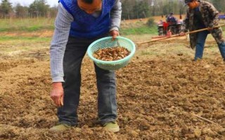 楓樹苗的價(jià)格和繁殖方式，會受到品種、規(guī)格、樹齡等條件的影響