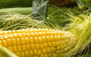 延科10號玉米種子介紹，適宜播種期4月中下旬