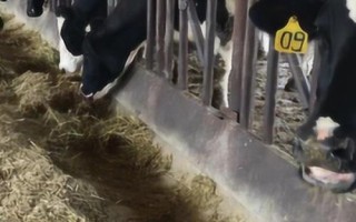 喂牛最佳飼料配方，配制原料主要包括玉米、豆粕和麥麩