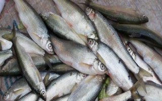 白條魚簡介，屬淡水魚類
