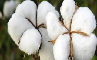 酒棉11號棉花種子介紹，河西走廊棉區(qū)在4月中旬播種