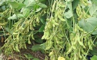 撫豆29大豆品種簡介，在遼寧省春播種植