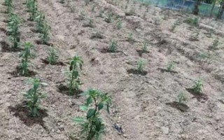 冬茬辣椒定植后的管理方法，進(jìn)入花期之后要降低濕度、增加光照