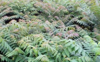 香椿芽苗菜種植方法，被稱為“樹上蔬菜”