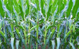 京科甜2000玉米品種簡(jiǎn)介，適宜種植密度3500株/畝