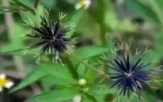 什么是鬼針草，廣泛分布在亞熱帶地區(qū)