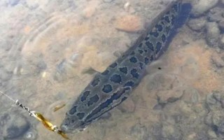 釣黑魚有哪些注意事項(xiàng)，不能急于起竿