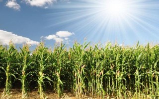 富春339玉米種子特征特性，適宜中等以上肥力地塊種植