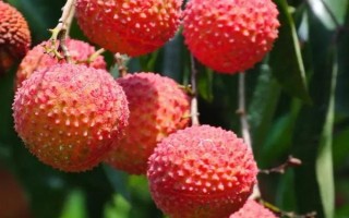 荔枝什么品種產(chǎn)量最高，這8個(gè)品種畝產(chǎn)均可達(dá)3000斤左右