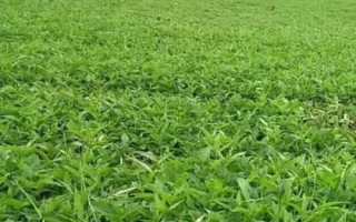 半夏種子的價格與種植技術(shù)，市場售價一斤大約需要35-50元左右