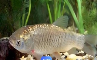 草魚(yú)是不是淡水魚(yú)，屬于典型的淡水魚(yú)類(lèi)