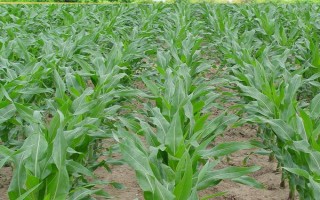 農(nóng)甜88玉米種子特點(diǎn)，密度3500-4000株/畝