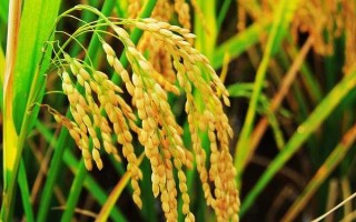 豐兩優(yōu)香一號水稻種子簡介，每畝有效穗數(shù)16.2萬穗