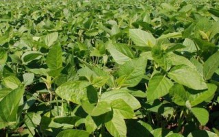 佳豆50大豆種子簡(jiǎn)介，在適應(yīng)區(qū)5月上旬播種