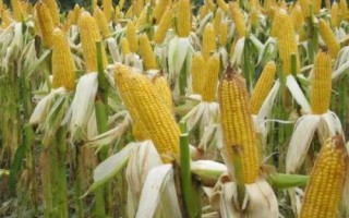 金玉2208玉米種子介紹，春播宜在4月上中旬播種