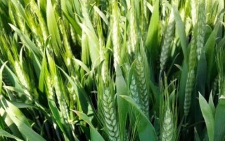 揚(yáng)麥34小麥品種簡(jiǎn)介，自然發(fā)病鑒定中抗赤霉病